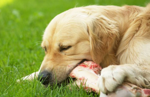 Comment choisir la meilleure alimentation pour votre chien ? 